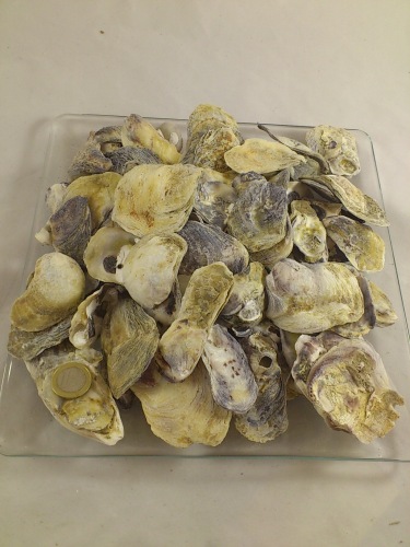 Oesterschelp Talaba 4-5 cm 1 kg.